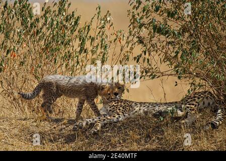 I cubetti sull'erba camminavano verso la madre gheparda. Un gran numero di animali migrano al Masai Mara National Wildlife Refuge in Kenya, A. Foto Stock