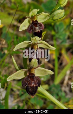 Bee Fly Hybrid Orchid, piccolo orso come l'apparenza,calcio ricco suolo, fiori giugno, Foto Stock