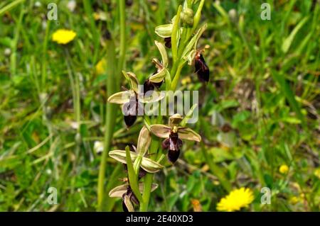 Bee Fly Hybrid Orchid, piccolo orso come l'apparenza,calcio ricco suolo, fiori giugno, Foto Stock