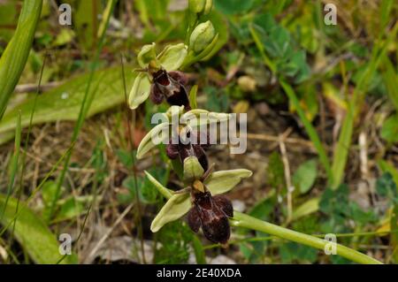 Bee Fly Hybrid Orchid, piccolo orso come l'apparenza,calcio ricco suolo, fiori giugno, Foto Stock