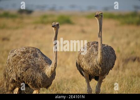 Due struzzi femminili sono sull'erba. Uno degli occhi era coperto di foglie. Un gran numero di animali migrano alla Masai Mara National Wildlife R. Foto Stock