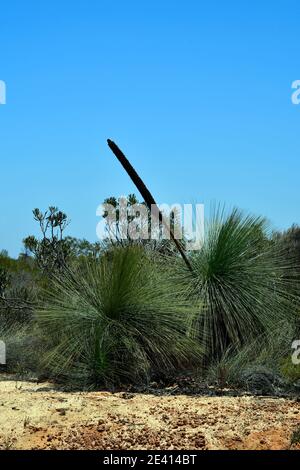 Australia, Erba Tree con stelo Foto Stock