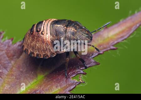 Tartaruga ninfa Shieldbug (Eurygaster "testudinaria) seduto su foglie di piante. Tipperary, Irlanda Foto Stock