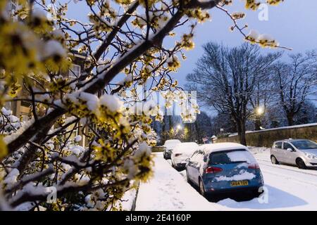 Una pianta di nocciolo di strega coperta di neve Foto Stock