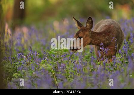 Roe Deer nel loro habitat naturale. Foto Stock