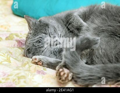 Bel gatto grigio adulto che dorme sul letto di casa Foto Stock