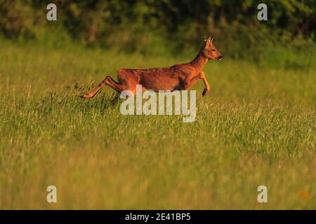 Roe Deer nel loro habitat naturale. Foto Stock