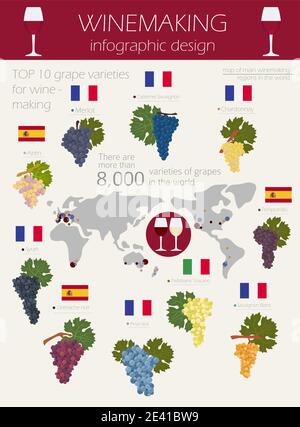 Varietà di uve per il vino. Infografica sulla vinificazione. Illustrazione vettoriale Illustrazione Vettoriale