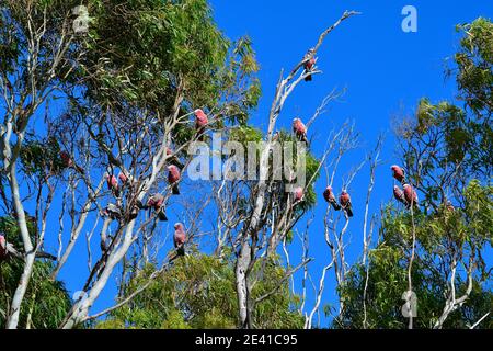 Australia, Kalbarri, gregge di Galah cacatua in eucalipto Foto Stock