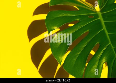 Foglie tropicali Monstera su sfondo giallo. Sfondo tropicale estivo minimo Foto Stock