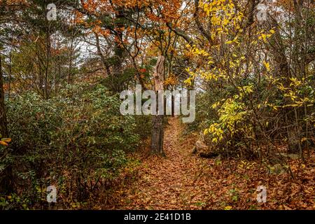 Il sentiero Appalachian si snoda per oltre cento chilometri Il Parco Nazionale di Shenandoah offre spettacolari vedute delle Blue Ridge Mountain e. incluso ne Foto Stock