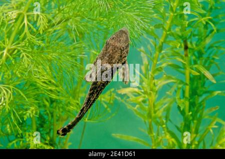 L'Hypostomus plecostomus, noto anche come pesce gatto della bocca di suzione o pleco comune, è un pesce tropicale appartenente alla famiglia dei pesci gatto corazzati (Loricar Foto Stock