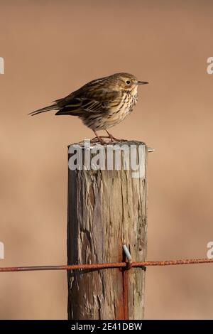 Meadow Pipit (Anthus pratensis), Yorkshire, Regno Unito Foto Stock