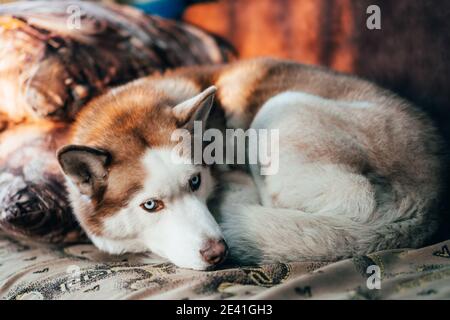 Il cane è marrone e razza Husky dall'occhio blu. Il cane si arricchiò in una palla. Foto Stock