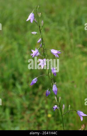 Rampion Bellflower, Rampion, Rover Bellflower (Campanula rapunculus), fiorente in un prato, Germania Foto Stock