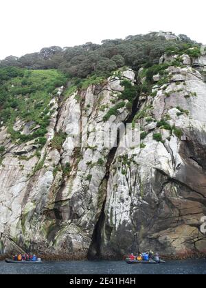 Crociera Zodiac lungo la costa sulle Snares, ecotourists crociera spedizione guardare per la fauna selvatica lungo le rive, la Nuova Zelanda, le Snares Foto Stock