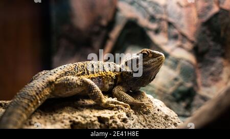 AGAMA sulla roccia in terrario Foto Stock