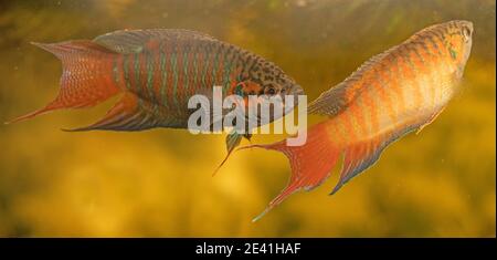 Pesci paradiso, pesci paradisiache, gourami paradiso (Macropodus opercularis), coppia con colorazione nuziale Foto Stock