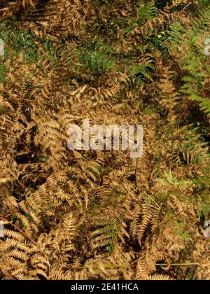 bracken Fern (Pteridium aquilinum), popolazione secca a lato della strada, Germania Foto Stock
