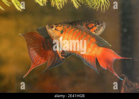 Pesci paradiso, pesci paradisiache, gourami paradiso (Macropodus opercularis), coppia con colorazione nuziale Foto Stock