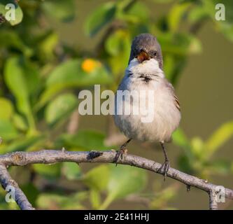 Hume's Whitegola (Curruca althaea, Sylvia althaea), adulto arroccato su un ramo cantando, Tagikistan Foto Stock