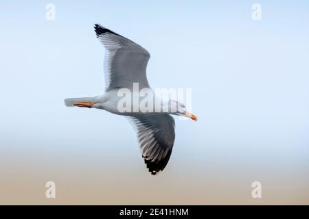 Caspian Gull (Larus cachinnans, Larus cachinnans cachinnans), in cerca di preda in volo, Germania, Baviera Foto Stock