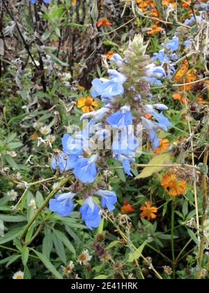 Salvia uliginosa, fioritura Foto Stock