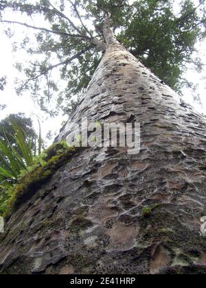 Kauri Pine (Agathis australis), enorme Kauri nella foresta di Waipoua, Nuova Zelanda, Isola del Nord Foto Stock