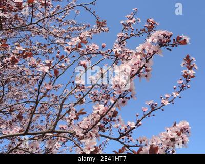 Prugna di ciliegia, prugna di Myrobalan (Prunus cerasifera 'Nigra', Prunus cerasifera Nigra), rami in fiore Foto Stock