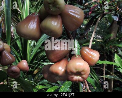 Mela di cera, mela di Giava, mela di rosa di Semarang, jambu di cera (Eugenia javanica, samarangense di Syzygium), frutta su un albero Foto Stock
