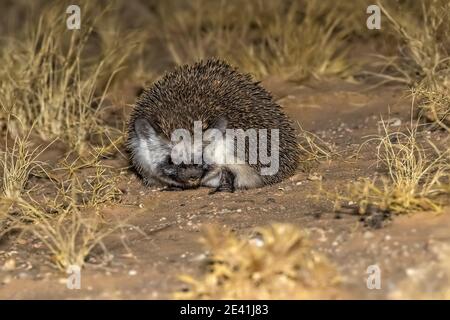 Hedgehog del deserto del Nord Africa, hedgehog del deserto (Paraechinus aethiopicus), morfo scuro nel deserto sabbioso, vista frontale, Marocco, Sahara occidentale, Oued Foto Stock