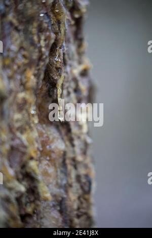 Abete (Picea abies), pece liquido su un tronco, Germania Foto Stock