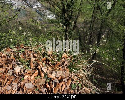 Moor-grass blu (Sesleria caerulea, Seseleria albicans), fioritura, Germania, Nord Reno-Westfalia Foto Stock