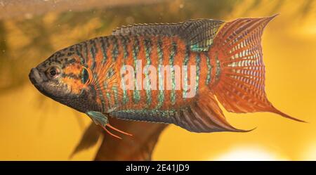 pesci paradiso, pesci paradisefish, gourami paradiso (Macropodus opercularis), uomo impressionante Foto Stock