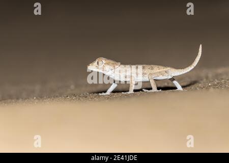 Helmethead gecko, helmeted gecko (Tarentola chazaliae, Geckonia chazaliae), camminando in un deserto sabbioso, Marocco, Sahara occidentale Foto Stock