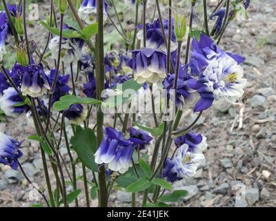 Aquilegia alpina europea (Aquilegia vulgaris), fioritura Foto Stock