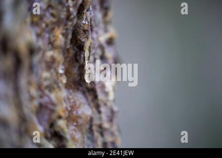 Abete (Picea abies), pece liquido su un tronco, Germania Foto Stock