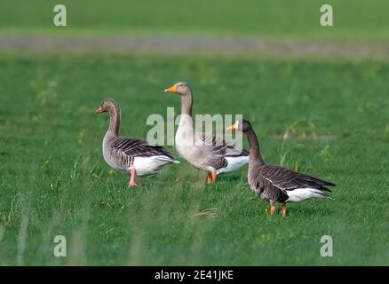 Groenlandia Oca dal fronte bianco (Anser albifrons flavirostris, Anser flavirostris), camminando tra le oche greylag, vista laterale, Paesi Bassi, Zeeland Foto Stock