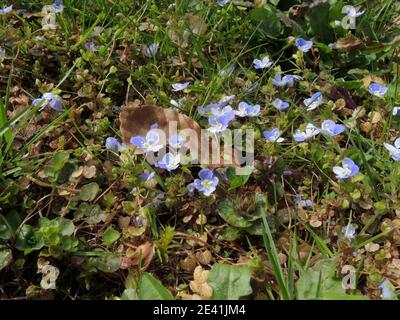 Slender speedwell (Veronica filiformis), fiorente in un prato, Germania Foto Stock