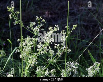 Grande copriletto, paglia liscia (Galium mollugo), fioritura, Germania Foto Stock