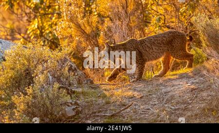 Lince iberica (Lynx pardinus), femmina che cammina attraverso arbusti, vista laterale, Spagna, Andalusia Foto Stock