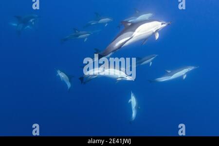 Delfino comune, delfino comune a becco corto, delfino a barbabordo, delfino a croce (Delfinus delphis), baccello di delfini a nuoto sotto l'acqua, Foto Stock