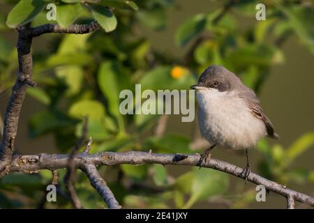 Hume's Whitegola (Curruca althaea, Sylvia althaea), adulto appollaiato su un ramo, Tagikistan Foto Stock