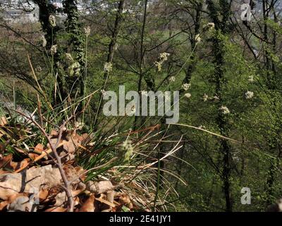 Moor-grass blu (Sesleria caerulea, Seseleria albicans), fioritura, Germania, Nord Reno-Westfalia Foto Stock