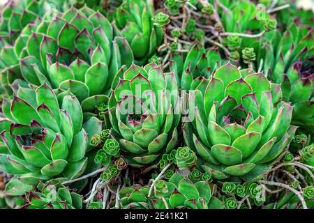 Verde vivido hooseleeeeeks Sempervivum sfondo Foto Stock