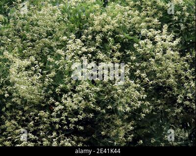 Pagoda giapponese (Styphnolobium japonicum, Sophora japonica), rami fiorenti Foto Stock