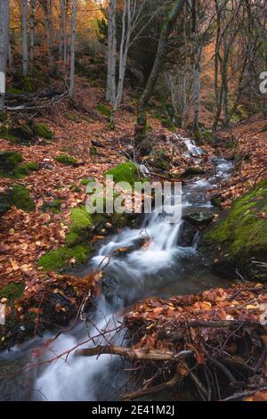 Hayedo de Tejera negra , Cantalojas, Guadalajara Foto Stock