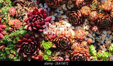 collezione di succulenti viola colorati tra verde e ciottoli bianchi Foto Stock