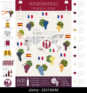 Varietà di uve per il vino. Infografica sulla vinificazione. Illustrazione vettoriale Illustrazione Vettoriale