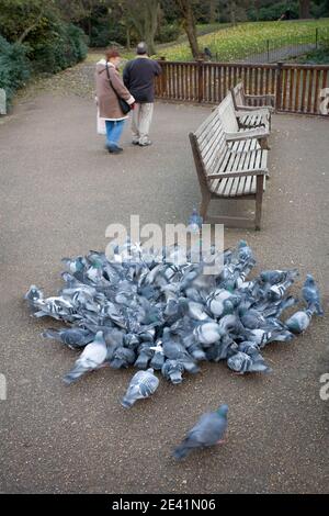 Una coppia tranquilla ritiro dopo aver nutriti piccioni a Greenwich Park London UK Foto Stock